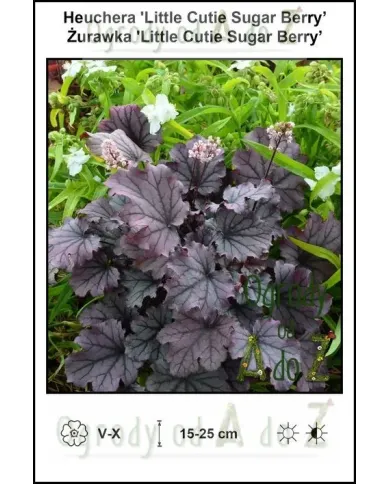 Heuchera-Little-Cutie-Sugar-Berry.jpg Heuchera-Little-Cutie-Sugar-Berry.jpg