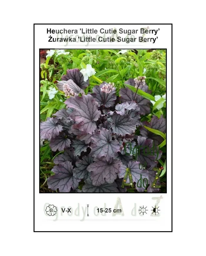 Heuchera-Little-Cutie-Sugar-Berry.jpg