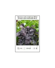 Heuchera-Little-Cutie-Sugar-Berry.jpg