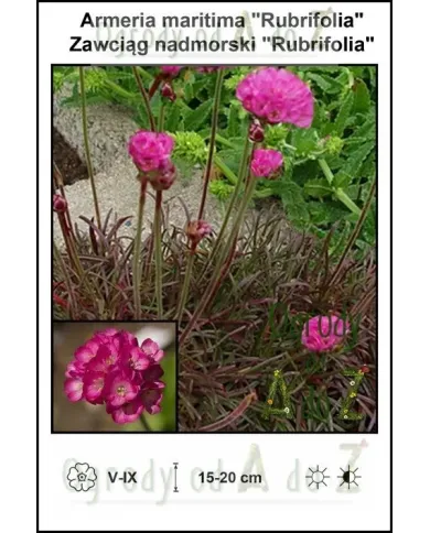 Armeria-maritima-Rubrifolia.jpg