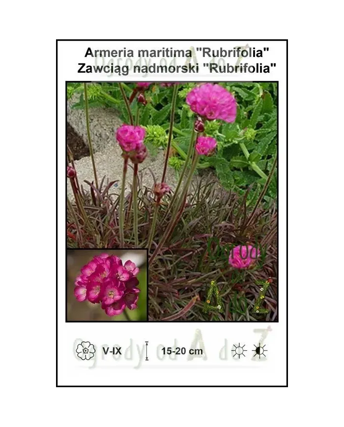 Armeria-maritima-Rubrifolia.jpg