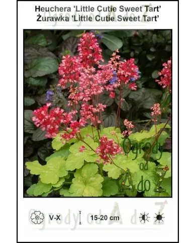 Heuchera-Little-Cutie-Sweet-Tart.jpg Heuchera-Little-Cutie-Sweet-Tart.jpg