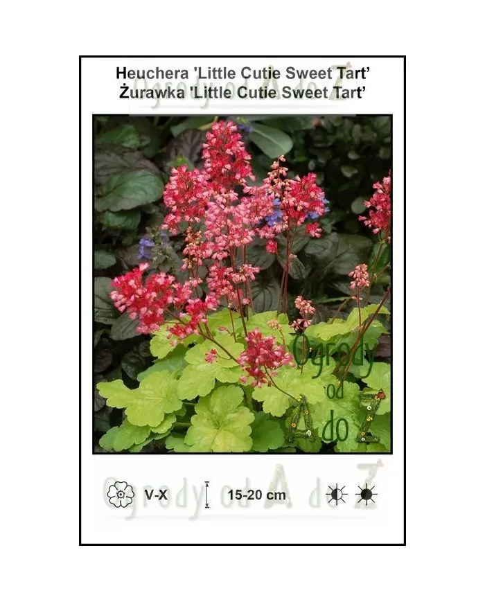 Heuchera-Little-Cutie-Sweet-Tart.jpg