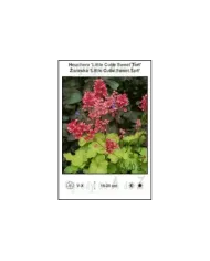 Heuchera-Little-Cutie-Sweet-Tart.jpg