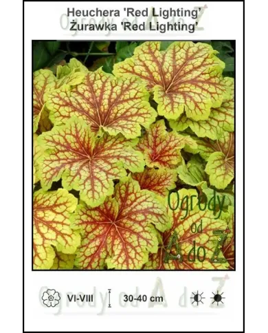 Heuchera-Red-Lighting.jpg Heuchera-Red-Lighting.jpg