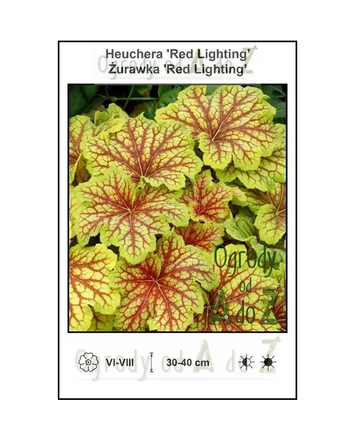 Heuchera-Red-Lighting.jpg
