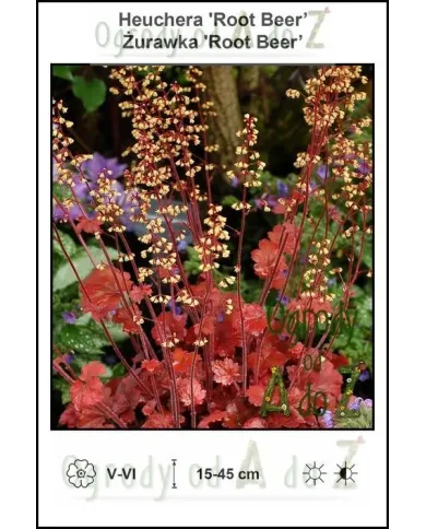 Heuchera-Root-Beer.jpg Heuchera-Root-Beer.jpg