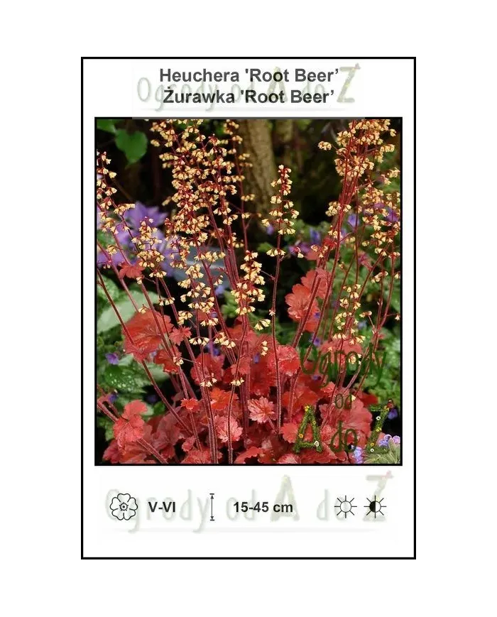 Heuchera-Root-Beer.jpg