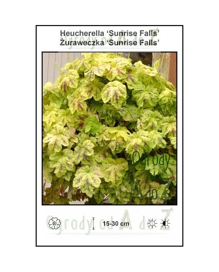 Heucherella-Sunrise-Falls.jpg