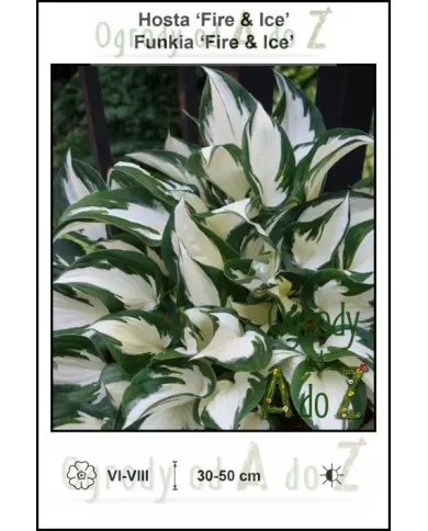 Hosta-Fire-and-Ice.jpg