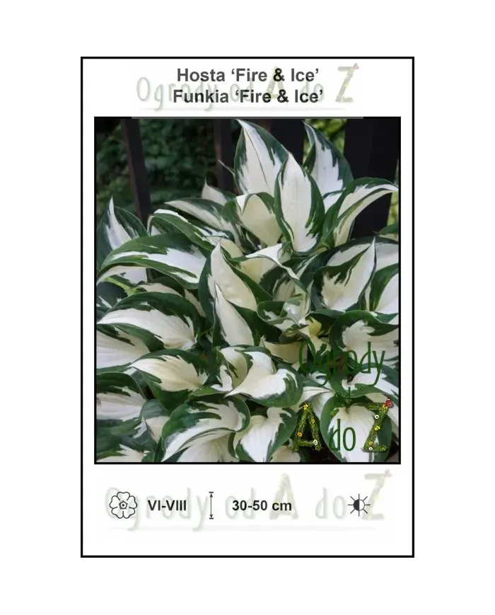 Hosta-Fire-and-Ice.jpg