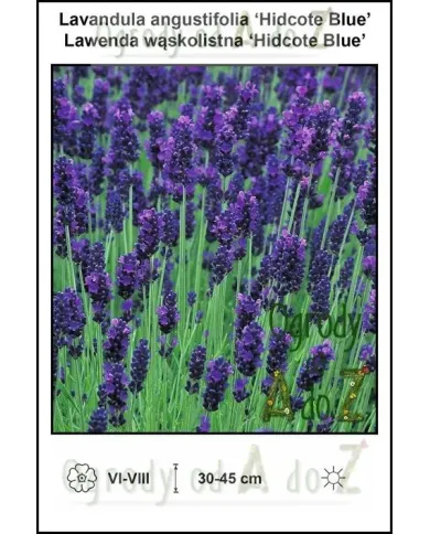 Lavandula-angustifolia-Hidcote-Blue.jpg Lavandula-angustifolia-Hidcote-Blue.jpg