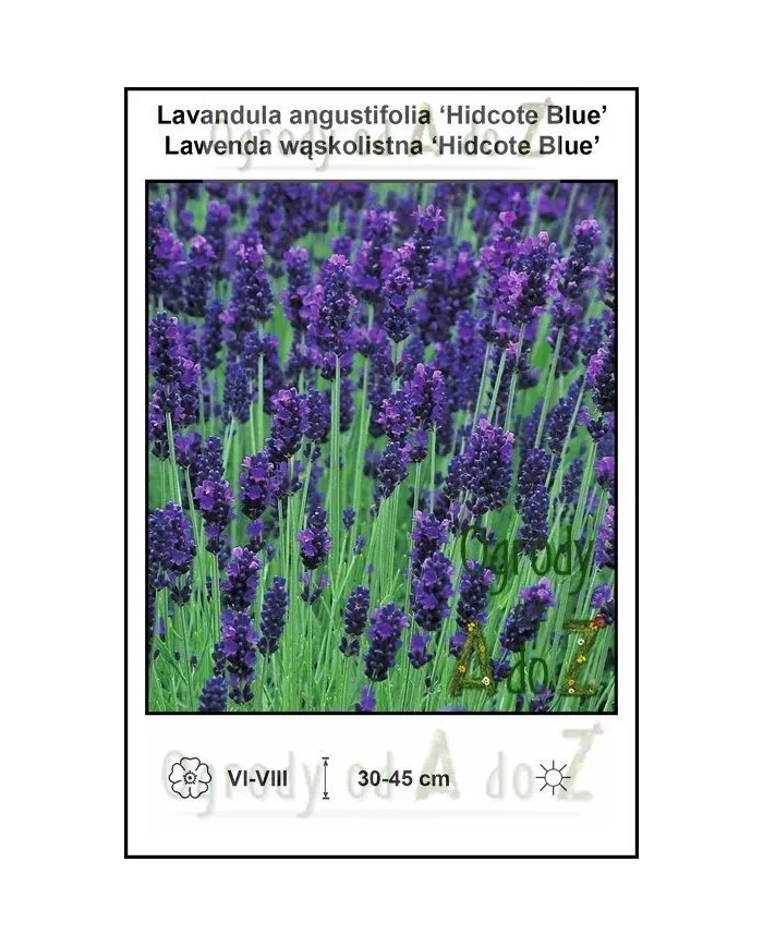 Lavandula-angustifolia-Hidcote-Blue.jpg