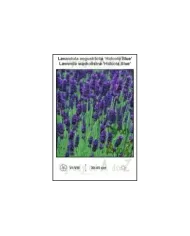 Lavandula-angustifolia-Hidcote-Blue.jpg