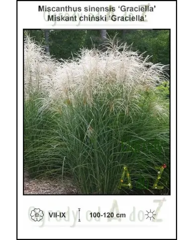 Miscanthus-sinensis-Graciella.jpg