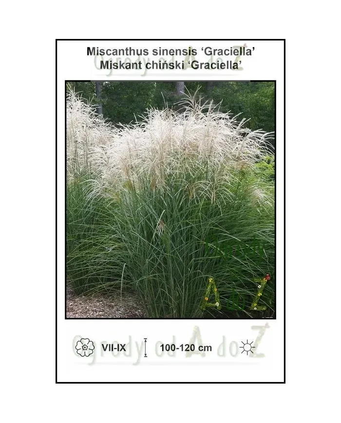 Miscanthus-sinensis-Graciella.jpg