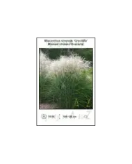Miscanthus-sinensis-Graciella.jpg