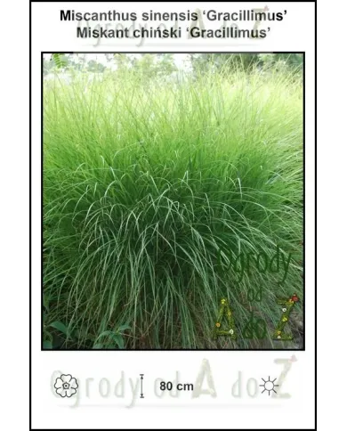 Miscanthus-sinensis-Gracillimus.jpg