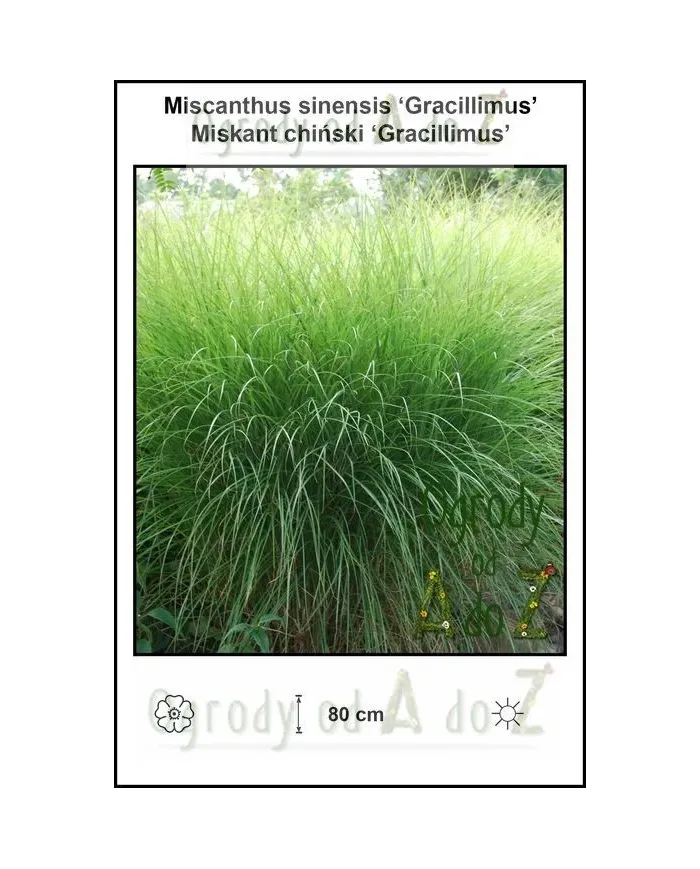Miscanthus-sinensis-Gracillimus.jpg