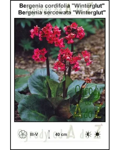 Bergenia-cordifolia-Winterglut.jpg Bergenia-cordifolia-Winterglut.jpg