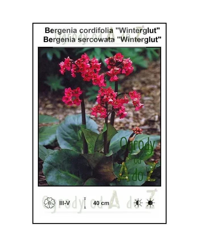 Bergenia-cordifolia-Winterglut.jpg