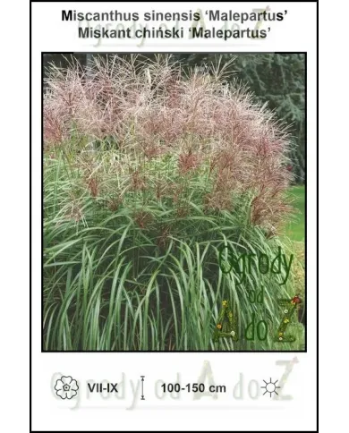 Miscanthus-sinensis-Malepartus.jpg Miscanthus-sinensis-Malepartus.jpg