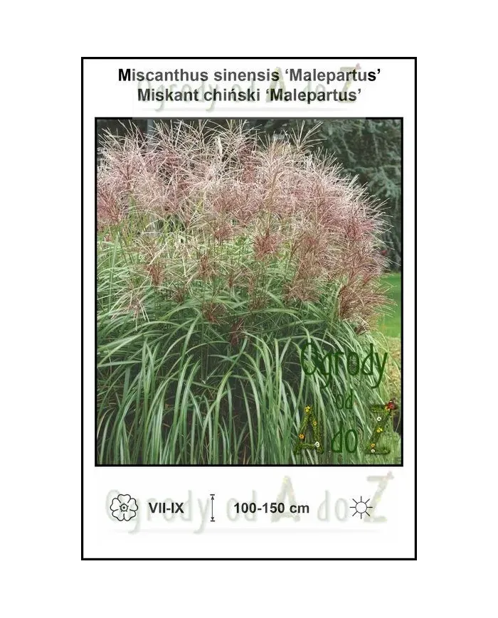 Miscanthus-sinensis-Malepartus.jpg