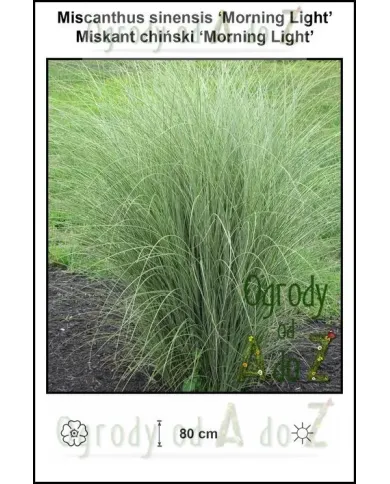 Miscanthus-sinensis-Morning-Light.jpg