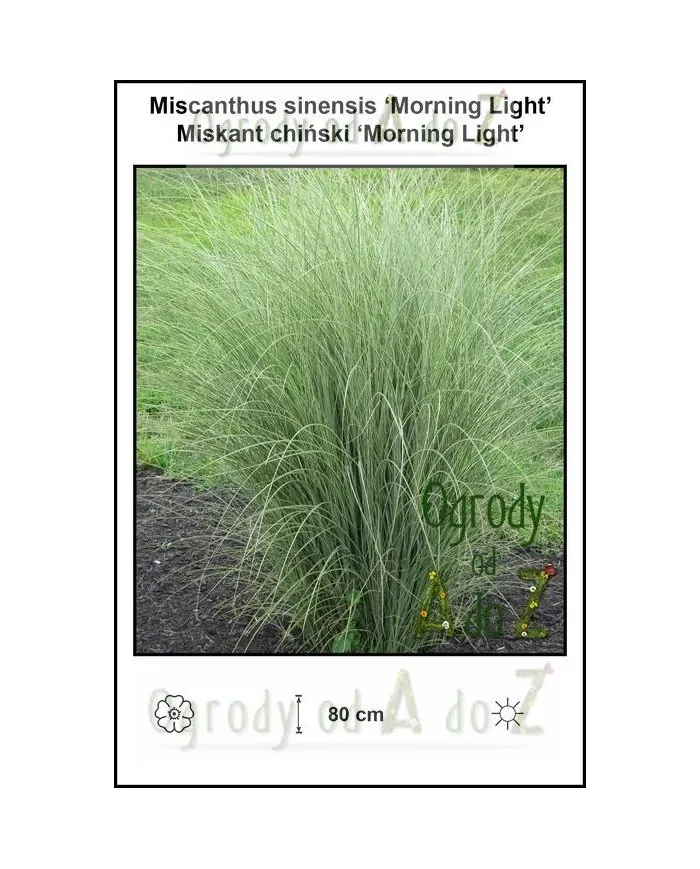 Miscanthus-sinensis-Morning-Light.jpg
