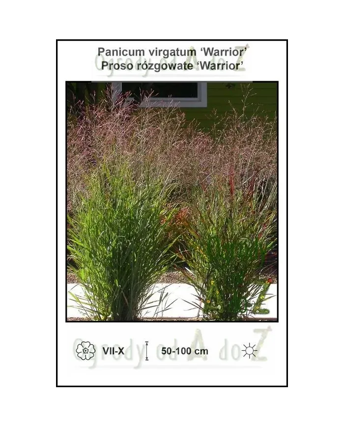 Panicum-virgatum-Warrior.jpg