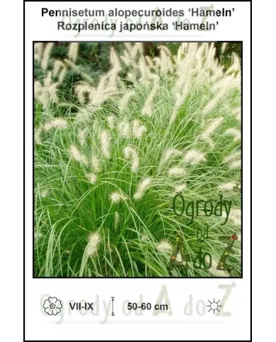 Pennisetum-alopecuroides-Hameln.jpg