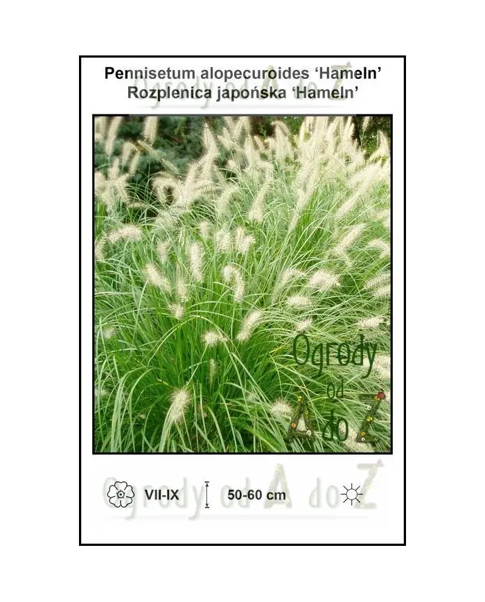 Pennisetum-alopecuroides-Hameln.jpg