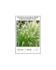 Pennisetum-alopecuroides-Hameln.jpg