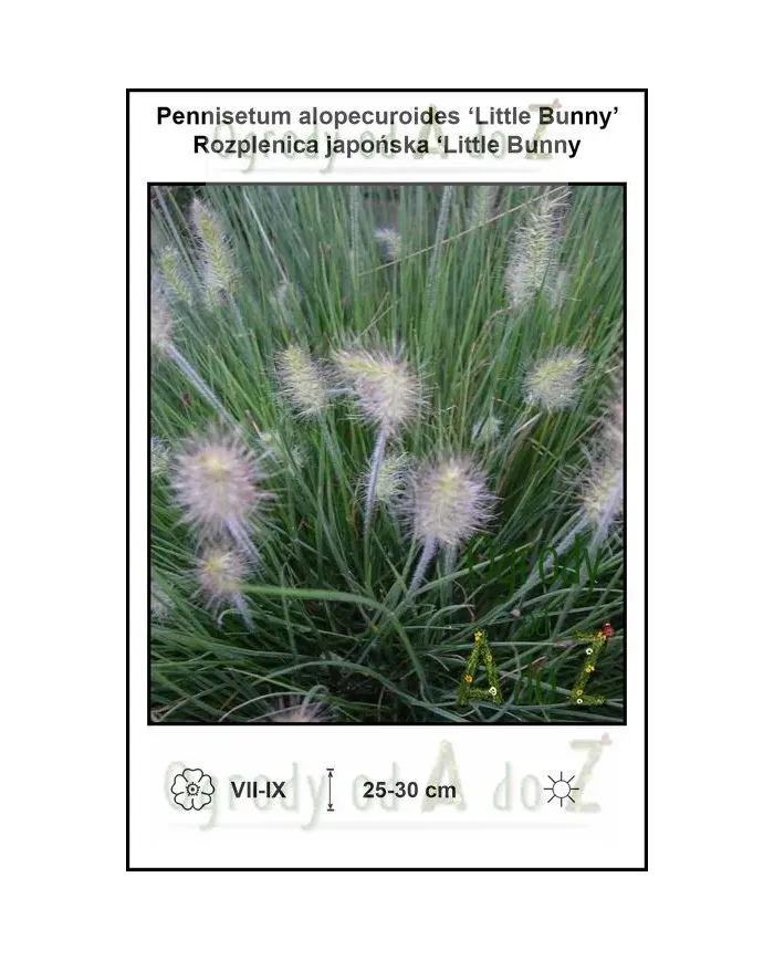 Pennisetum-alopecuroides-Little-Bunny.jpg
