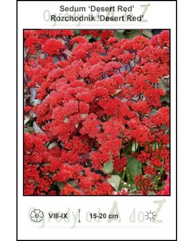 Sedum-Desert-Red.jpg Sedum-Desert-Red.jpg