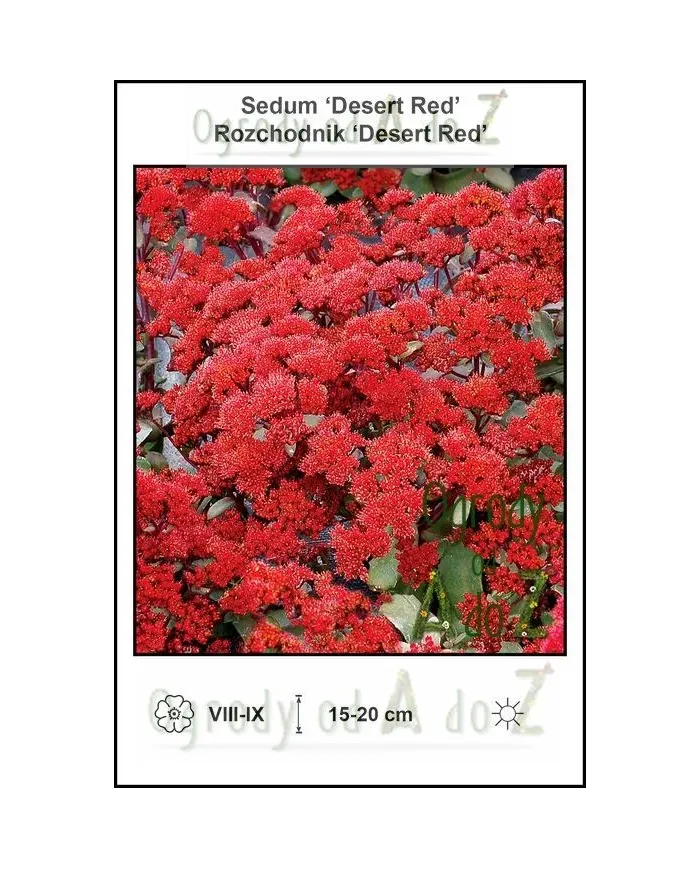 Sedum-Desert-Red.jpg