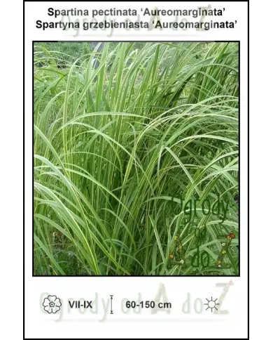 Spartina-pectinata-Aureomarginata.jpg Spartina-pectinata-Aureomarginata.jpg