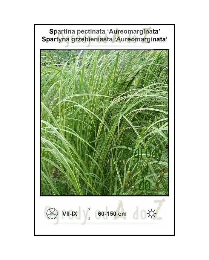 Spartina-pectinata-Aureomarginata.jpg