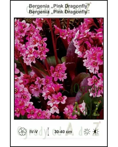Bergenia-Pink-Dragonfly.jpg Bergenia-Pink-Dragonfly.jpg