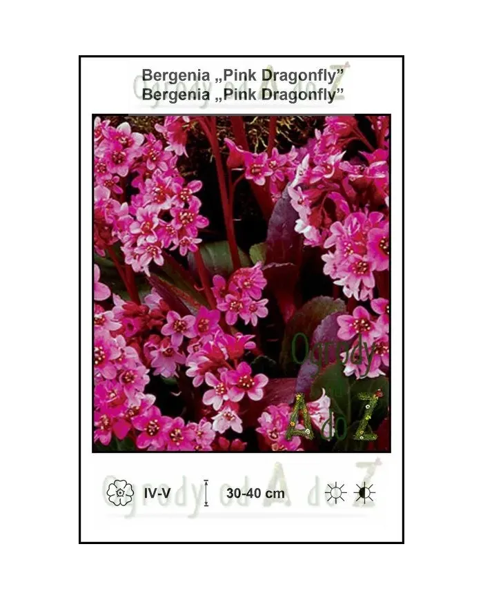 Bergenia-Pink-Dragonfly.jpg