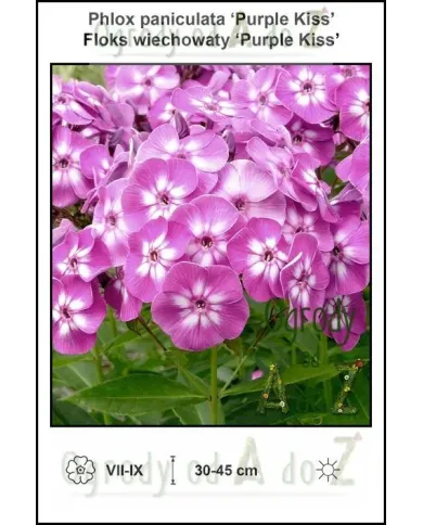 Phlox-paniculata-Purple-Kiss.jpg Phlox-paniculata-Purple-Kiss.jpg