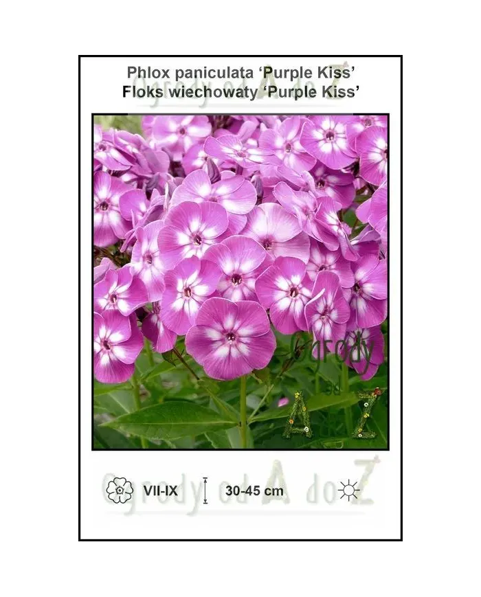 Phlox-paniculata-Purple-Kiss.jpg Phlox-paniculata-Purple-Kiss.jpg