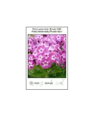 Phlox-paniculata-Purple-Kiss.jpg