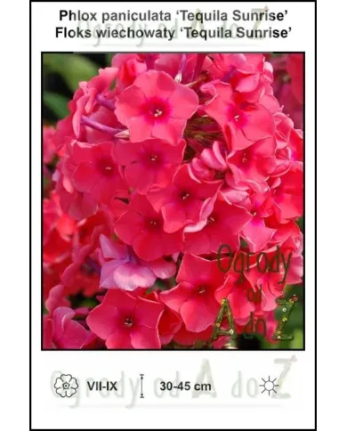 Phlox-paniculata-Tequila-Sunrise.jpg