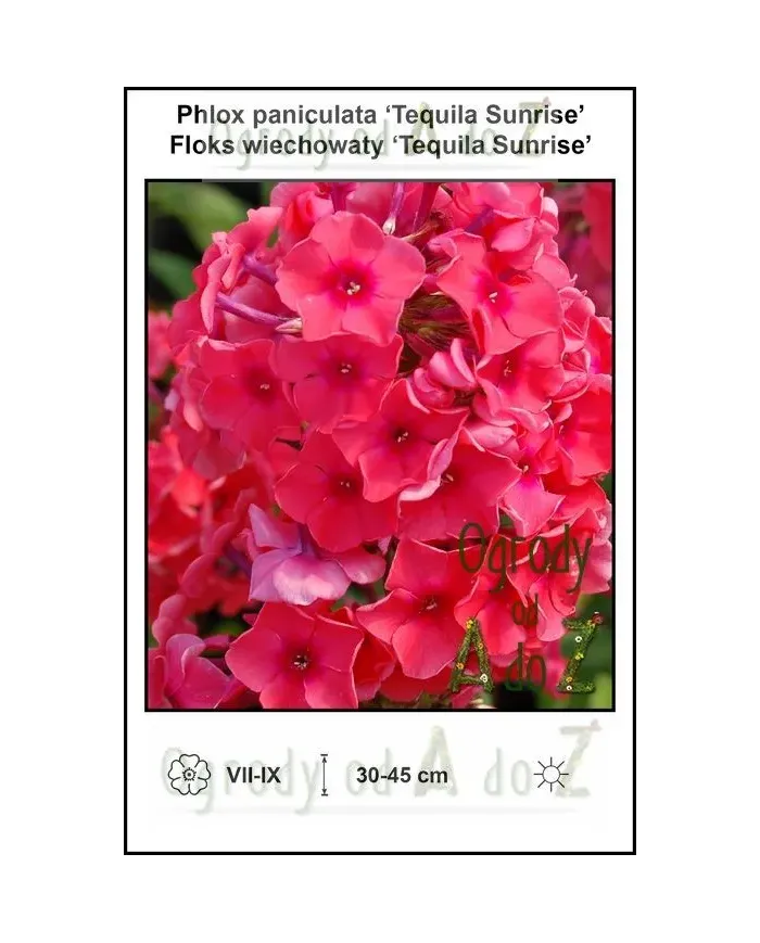Phlox-paniculata-Tequila-Sunrise.jpg Phlox-paniculata-Tequila-Sunrise.jpg