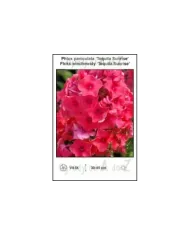 Phlox-paniculata-Tequila-Sunrise.jpg Phlox-paniculata-Tequila-Sunrise.jpg