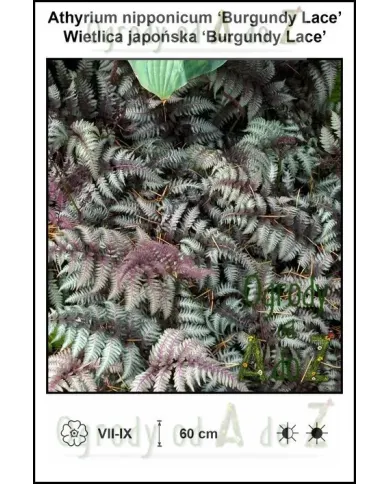 Athyrium-nipponicum-Burgundy-Lace.jpg