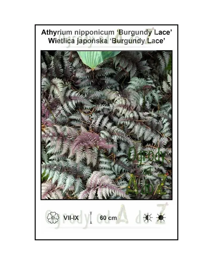 Athyrium-nipponicum-Burgundy-Lace.jpg