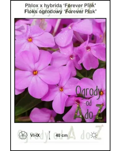 Phlox-x-hybrida-Forever-Pink.jpg