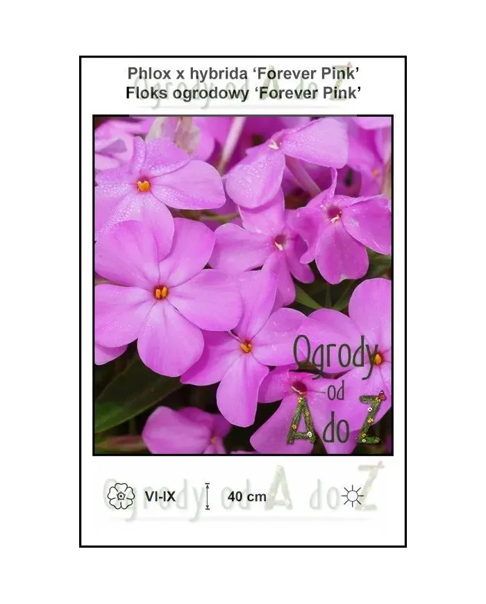 Phlox-x-hybrida-Forever-Pink.jpg